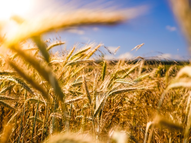 Jak chronić uprawy kukurydzy?