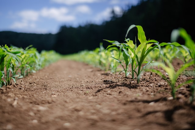 Chcesz zadbać o prawidłowy rozwój zbóż ozimych?
